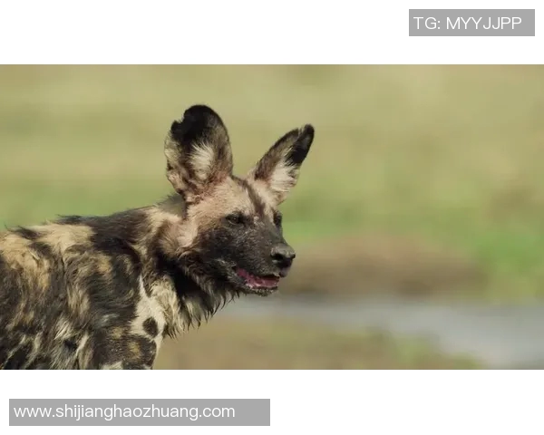 南部鲨鱼与超级城市的激烈对决谁将成为胜利者的传奇故事